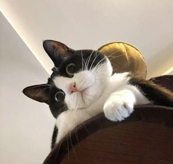 顺配宝 奶牛猫颜值爆表性格好，养一只就真香，你家有吗？