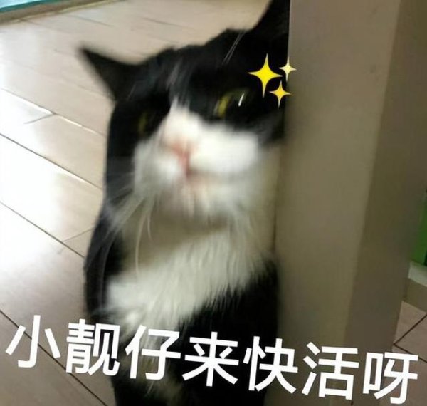君润宜保 奶牛猫凭啥火遍全网？黑白毛色超吸睛，你家有吗？
